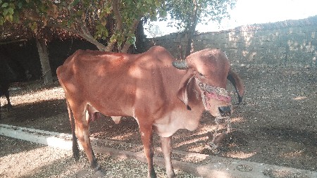 2 વેતર છે