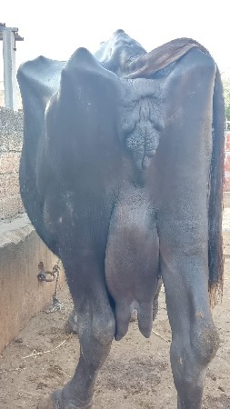 ભેંશ વેચવાની છે