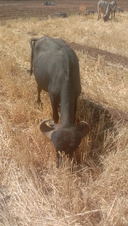 વેચવાની