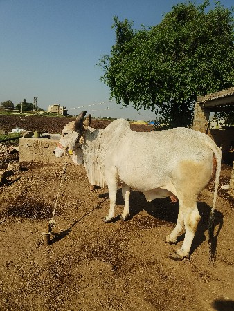 थंबनेल 3