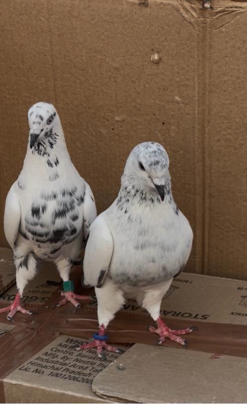 थंबनेल 2