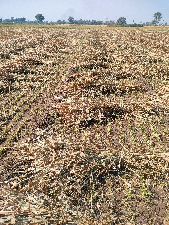 નિંઘલેલી સૂકી ગુંધરી જુવાર