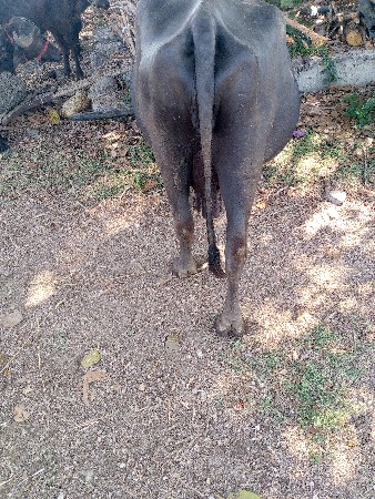 ભેંસ વાંચવાની છે