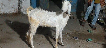 પાડ વરસાદની