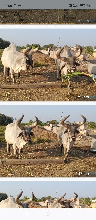 બળદ વેચવાના છે