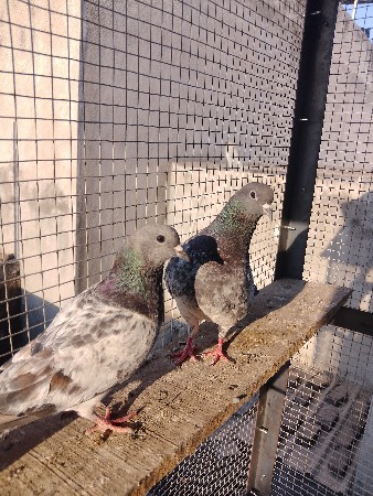 મારવાડા ની જોડી વેચવાની છે