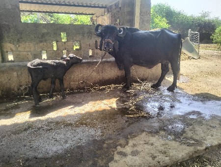 ખડેલી વેસવાની સે