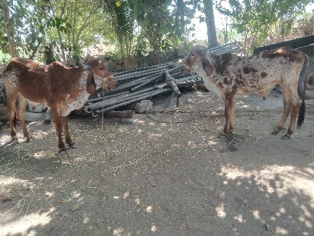 थंबनेल 3