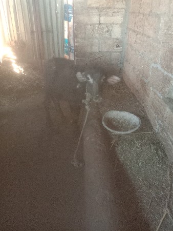 પાડો વેશવનો છે