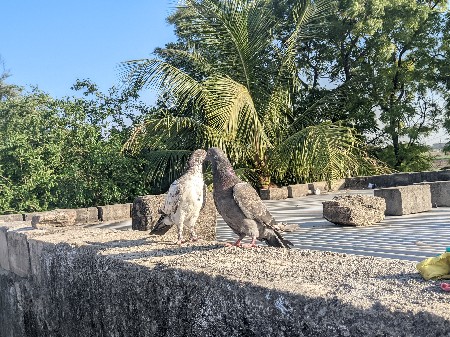 Sasta Bhavya Koyla kabutar bechva