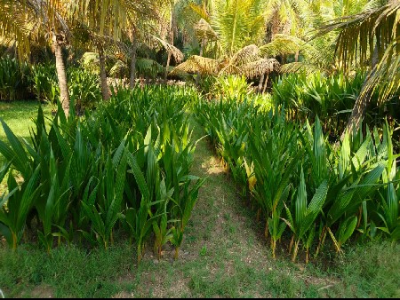 કોરસ. બોના. અને. લોકણ. કેસરીના