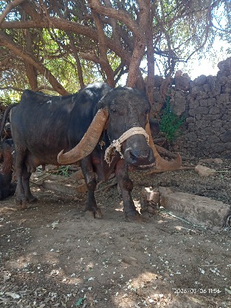 ભેંસ વેચવાની છે