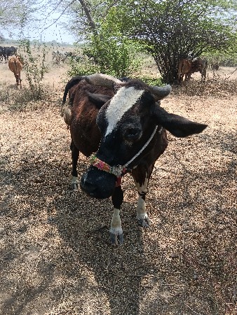 થંબનેલ 2