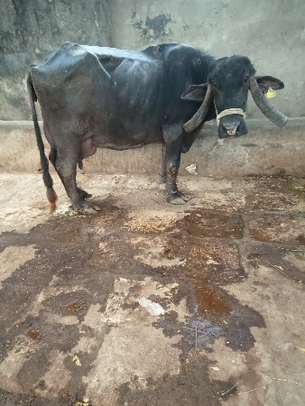 ભેંશ વેસવા નિ સે