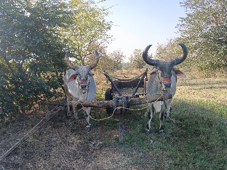 બળદ વેચવાના છે