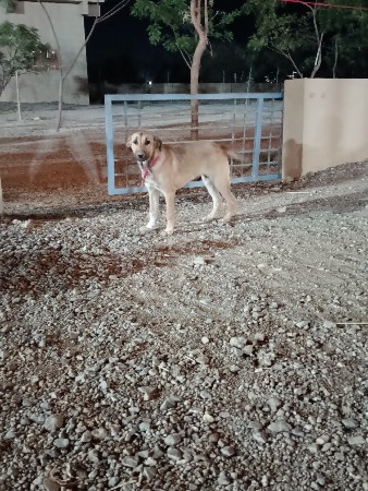 આપવાનું છે