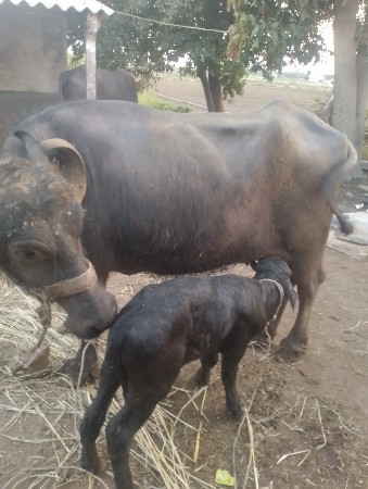 ભેસ વેચવાની છે