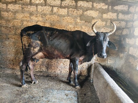 Hf બે ગાયો દેવાની સે.