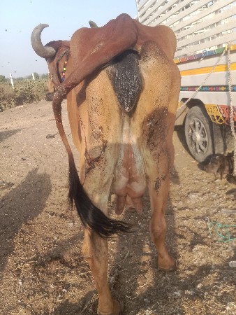 થંબનેલ 3