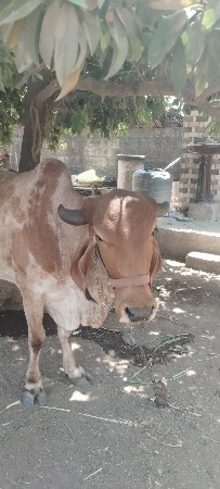 થંબનેલ 3