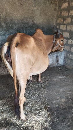 થંબનેલ 2