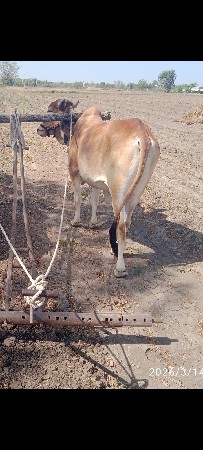 ગોઢલો વેચવા નો છે