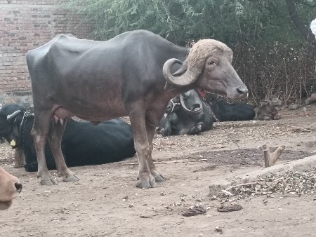 પારેઠ ભેંશ વેચવાની છે