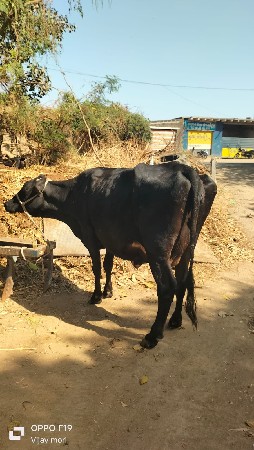 थंबनेल 4