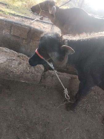 આ ખડેલી વેચવાની છે