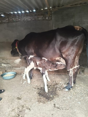 આ ગાય વેચવાની છે