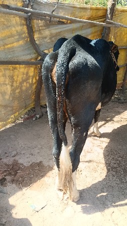 થંબનેલ 3