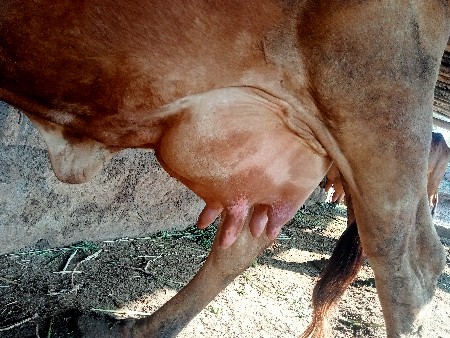 ખાય સાવ સોજી. શકે ઘરઘરાવ ખાય છે