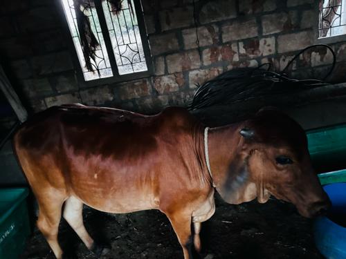 Gay ne vachdi gay sabar pan che 2 mahina pura thya che vachdi 3 varsh ni che  ane full javabdari thi deva ni che