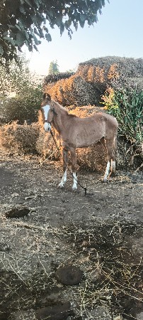 થંબનેલ 2