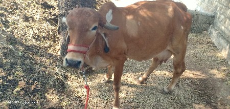 थंबनेल 3