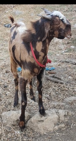 થંબનેલ 3