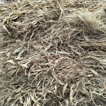 જુવાર નીર