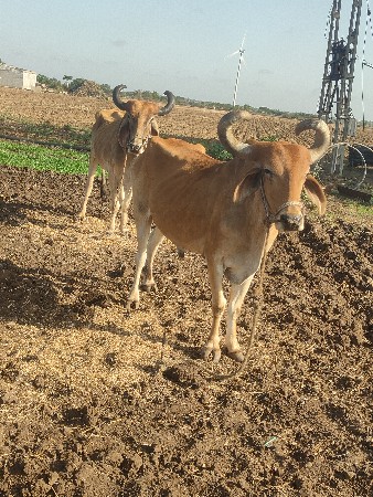બળદ વેચવાના છે