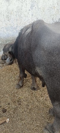 દાવ પાડો