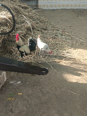 દેસી મરઘાં વેચવાના છે