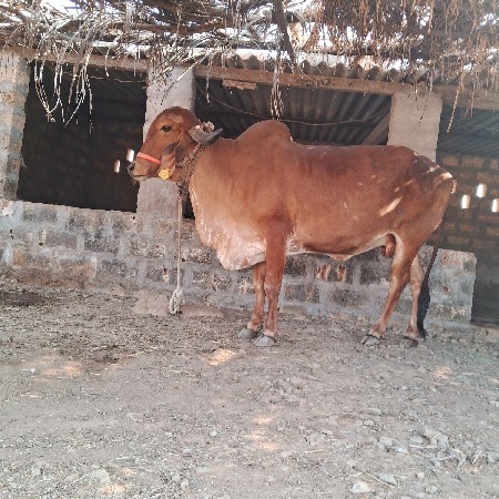 ગીર  ગાય  વેચવા ની છે