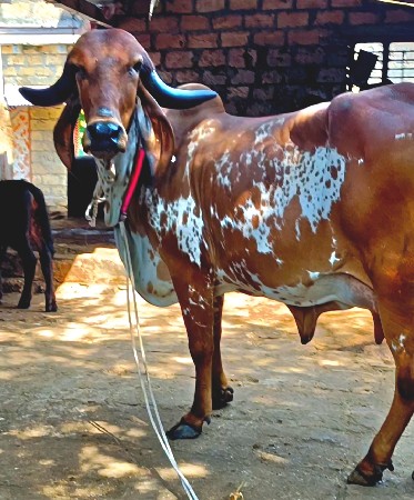 थंबनेल 2