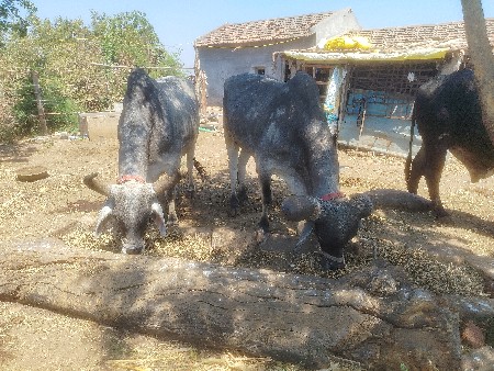 થંબનેલ 2