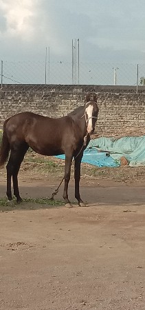 થંબનેલ 2