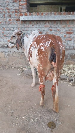 કિંમત 60 હજાર