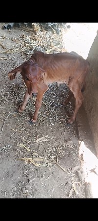 ખડેલી વેચવાની છે