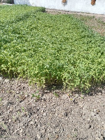 ટમેટા 🍅 રોપ વેશવાનો શે