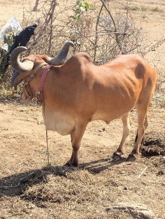 थंबनेल 3