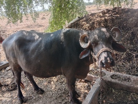 थंबनेल 3