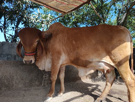 ગાય વેચવાની ની સે